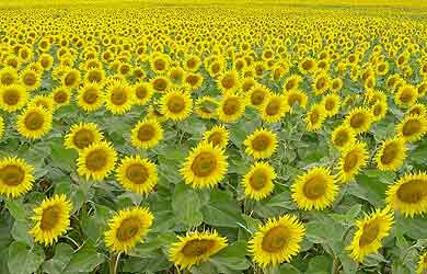 Champ de tournesol