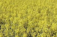 2 nouvelles usines de biodiesel