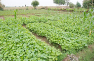 La culture du jatropha organisée par Mercedes