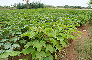 Culture de jatropha